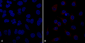 VPS35 Antibody