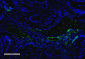 VPS35 Antibody