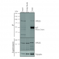 VPS35 Antibody