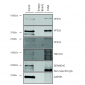 VPS35 Antibody
