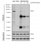 VPS35 Antibody