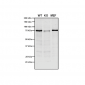 VPS35 Antibody