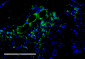 VPS35 Antibody