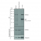 VPS35 Antibody