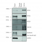 VPS35 Antibody