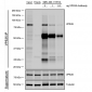 VPS35 Antibody