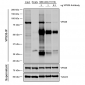 VPS35 Antibody