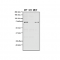 VPS35 Antibody