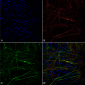 Tau Antibody