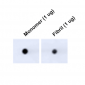 Tau Antibody