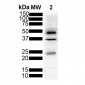 Tau Antibody