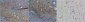 NOS1/ nNOS Antibody
