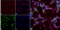 NOS1/ nNOS Antibody