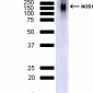 NOS1/ nNOS Antibody