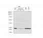 RAB1A Antibody