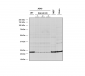 RAB1A Antibody