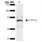 TCF7L2 Antibody