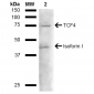 TCF4 Antibody