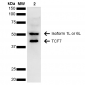 TCF7 Antibody