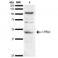 c-Myc Antibody