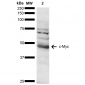 c-Myc Antibody