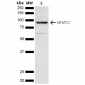 NFATC1 antibody