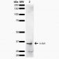 c-Jun Antibody