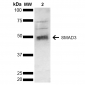 SMAD3 Antibody