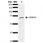 SMAD4 Antibody