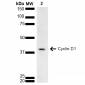 Cyclin D1 antibody