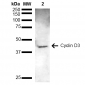 Cyclin D3 antibody