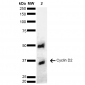 Cyclin D2 antibody