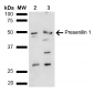 Presenilin 1 Antibody