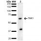 TAK1 Antibody