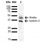 Wnt5a Antibody