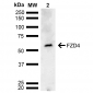 FZD4 Antibody