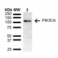 PIK3CA Antibody