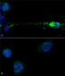 Alpha Synuclein Antibody (pSer129)