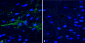 Alpha Synuclein Antibody (pSer129)