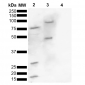 Alpha Synuclein Antibody (pSer129)