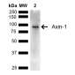 Axin-1 Antibody