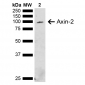 Axin-2 Antibody