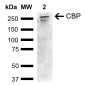 CBP Antibody