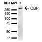 CBP Antibody