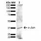 c-Jun Antibody