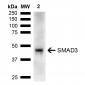 SMAD3 Antibody