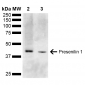 Presenilin 1 Antibody