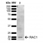 RAC1 Antibody