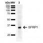 SFRP1 Antibody