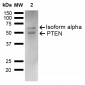 PTEN Antibody